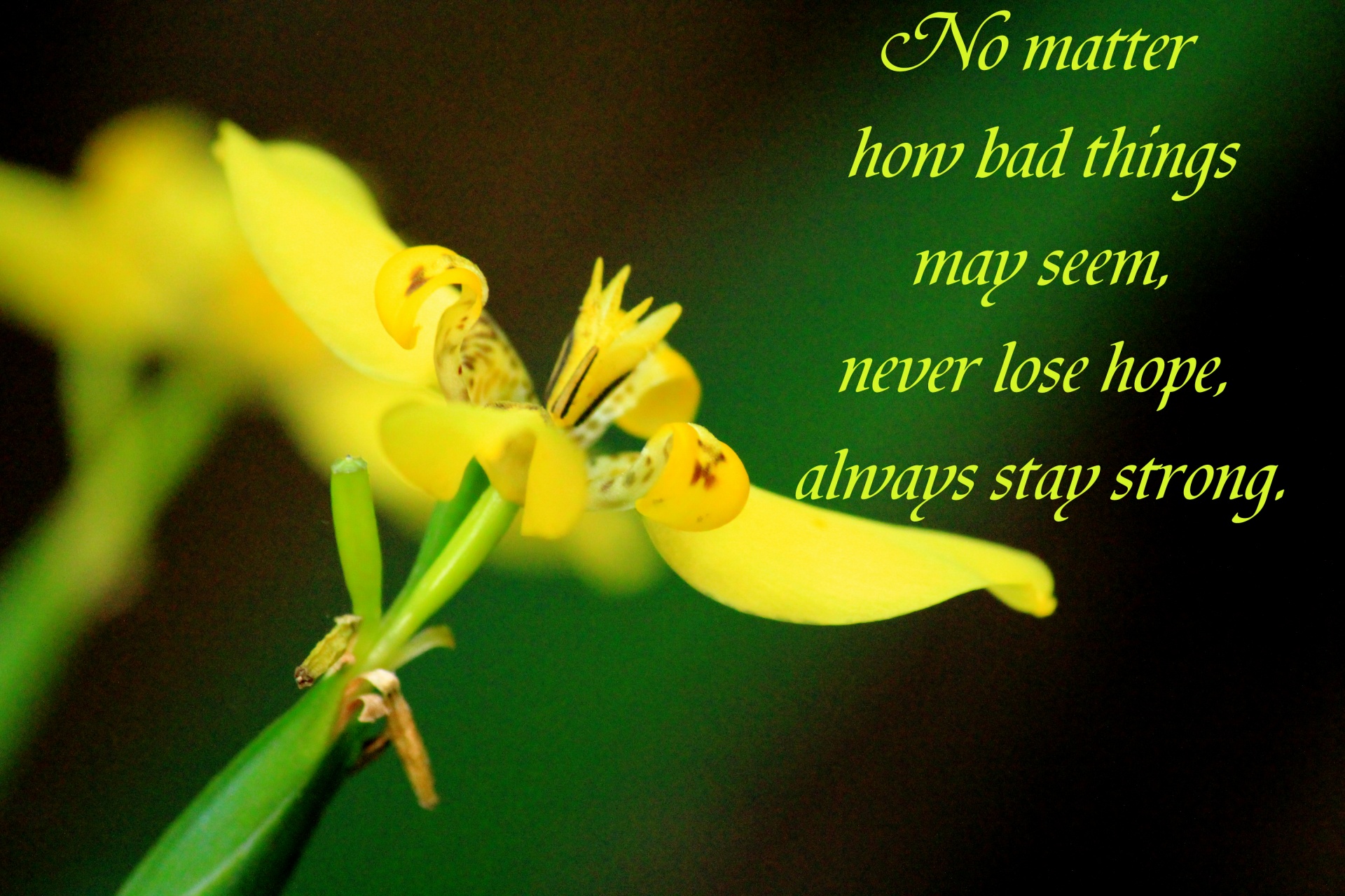 Strongly Wishing Happy Birthday Images