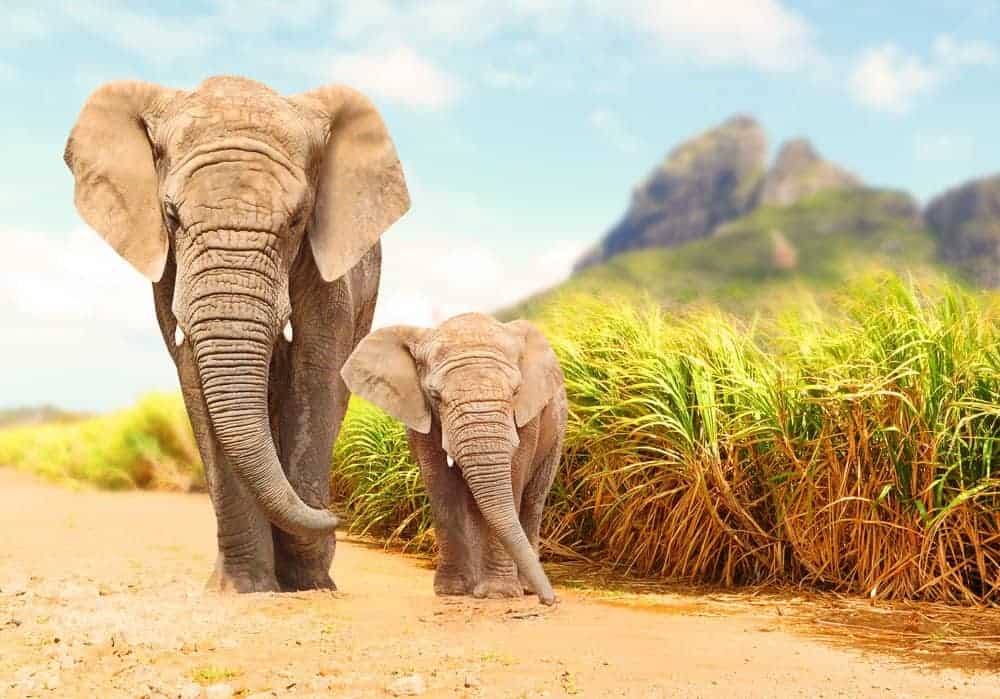 Photo For Wishing Elephant Day Image Save Elephant Life Wishes Quotes and Messages