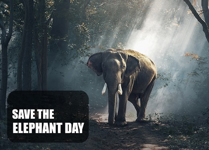Wishes Image Happy Elephant Day Inspirational Elephant Day Quotes