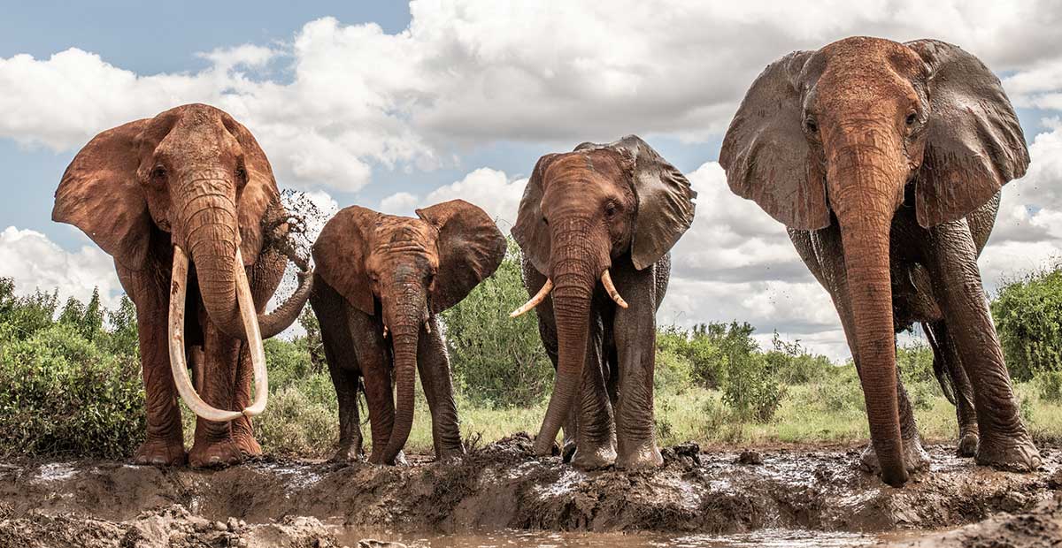 Cute Photo Wishing Elephant Day Inspirational Elephant Day Quotes