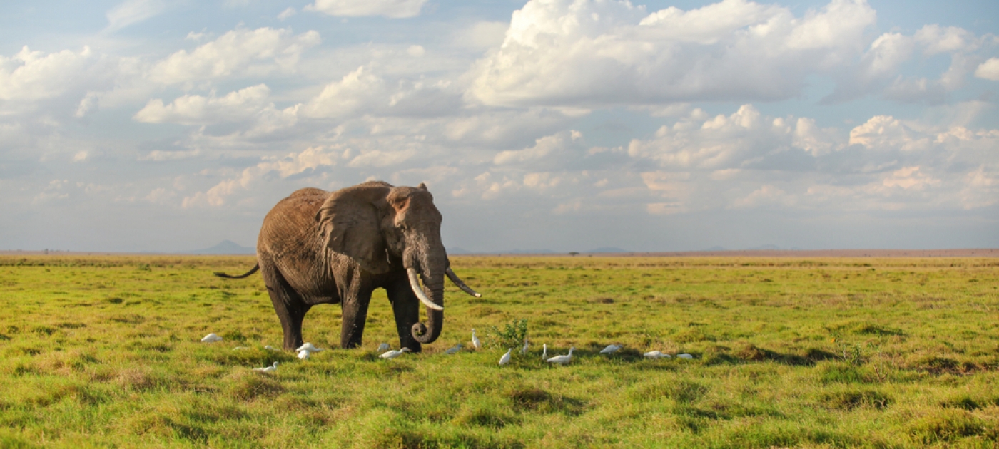 World Elephant Day Message And Images