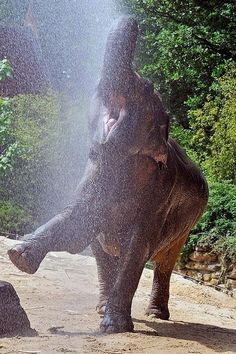 Joyful Images Of Elephant Day