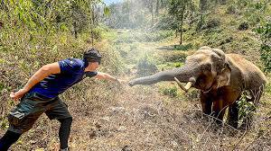 National Elephant Day Images And Facts