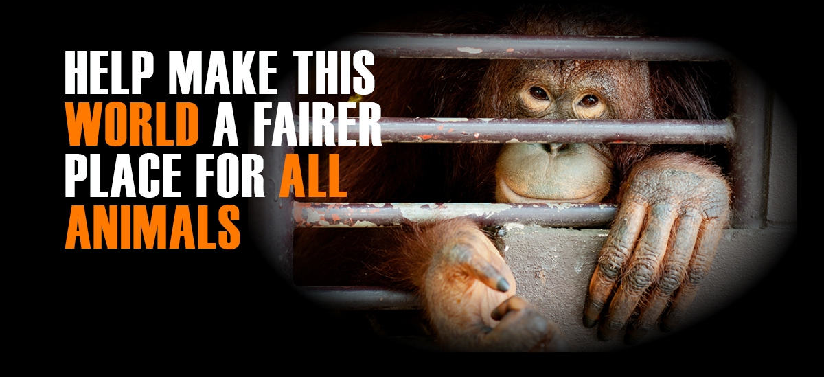 World Animal Day Wish Image