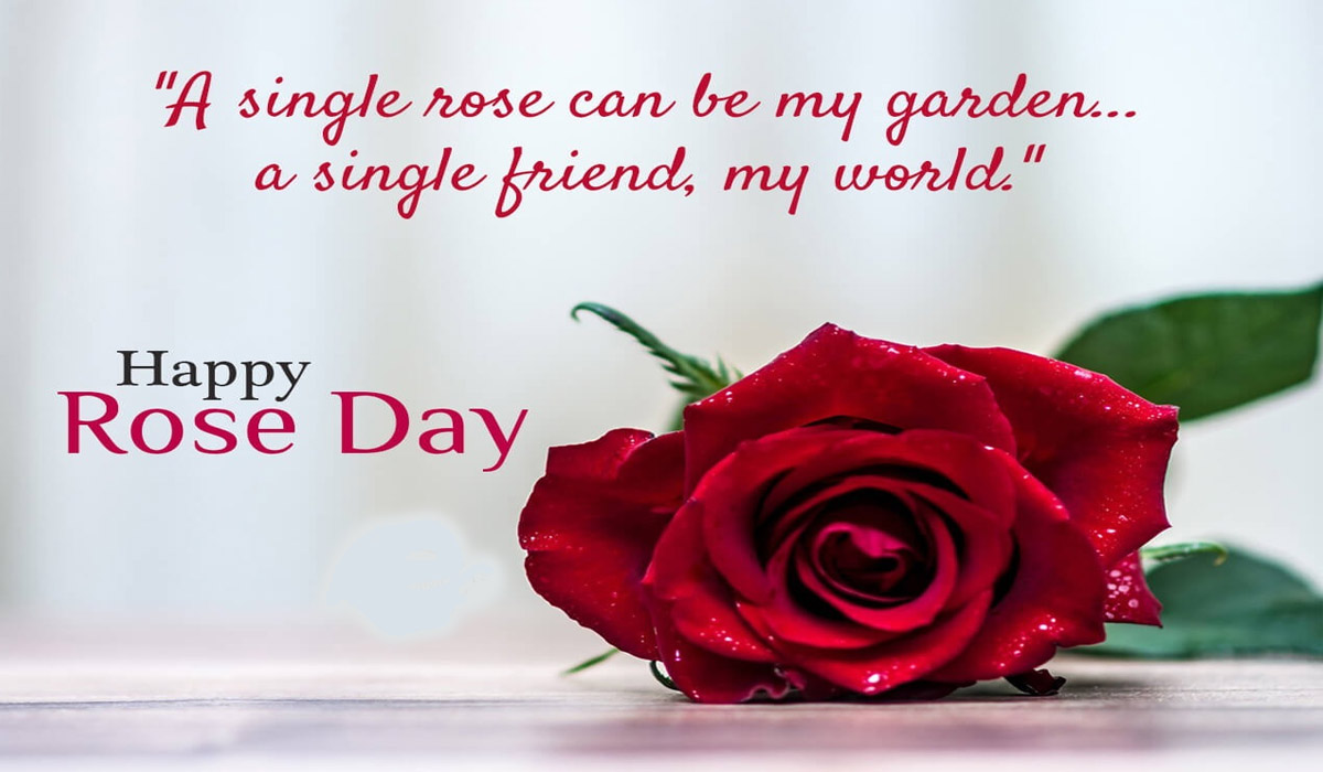 Best Messages and Images of Rose Day 2023
