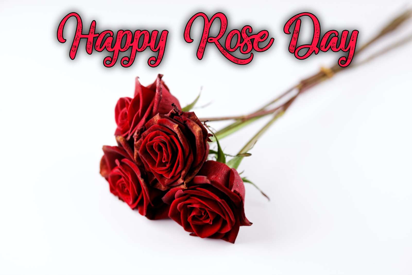 Best Messages and Images of Rose Day 2023