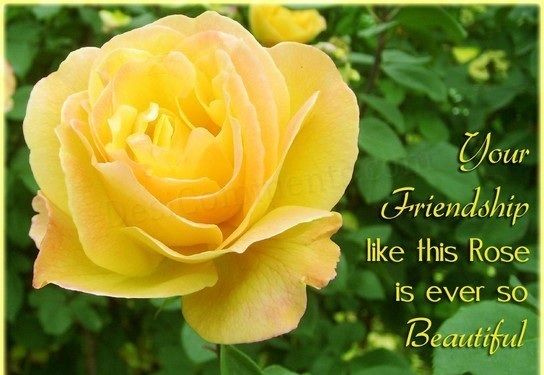 Best Messages and Images of Rose Day 2023