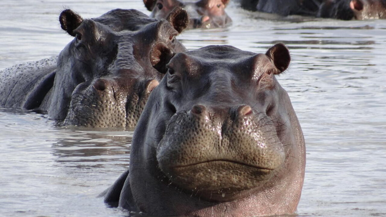 Best Hippo Day 2023 Wishes Images