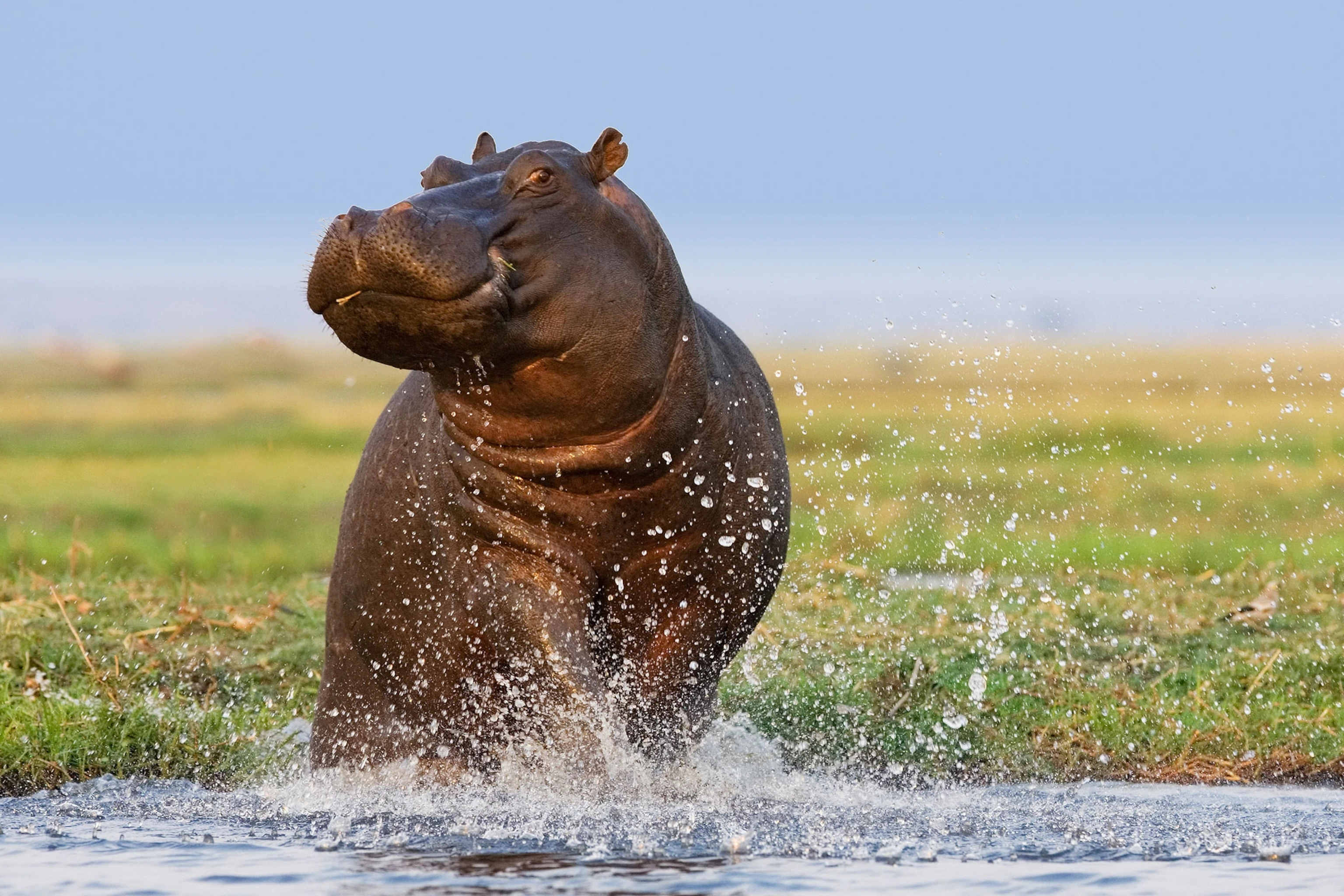 Best Hippo Day 2023 Wishes Images