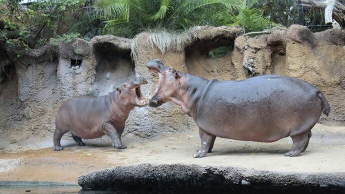 Best Hippo Day 2023 Wishes Images