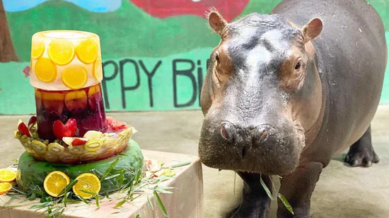 Happy Hippo Day Special Pics Best Instagram Images For Wishing Happy Hippo Day 2023