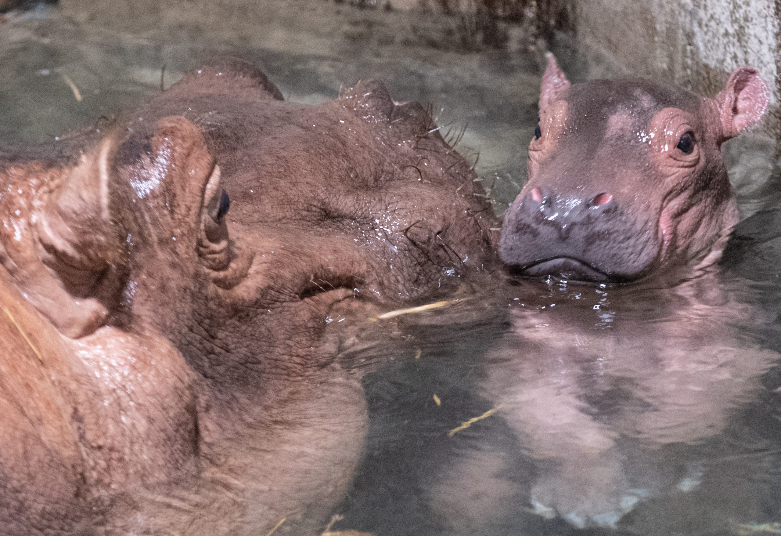 Lovely Image Best Instagram Images For Wishing Happy Hippo Day 2023