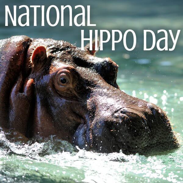 Happy Hippo Day Best Image Best Instagram Images For Wishing Happy Hippo Day 2023