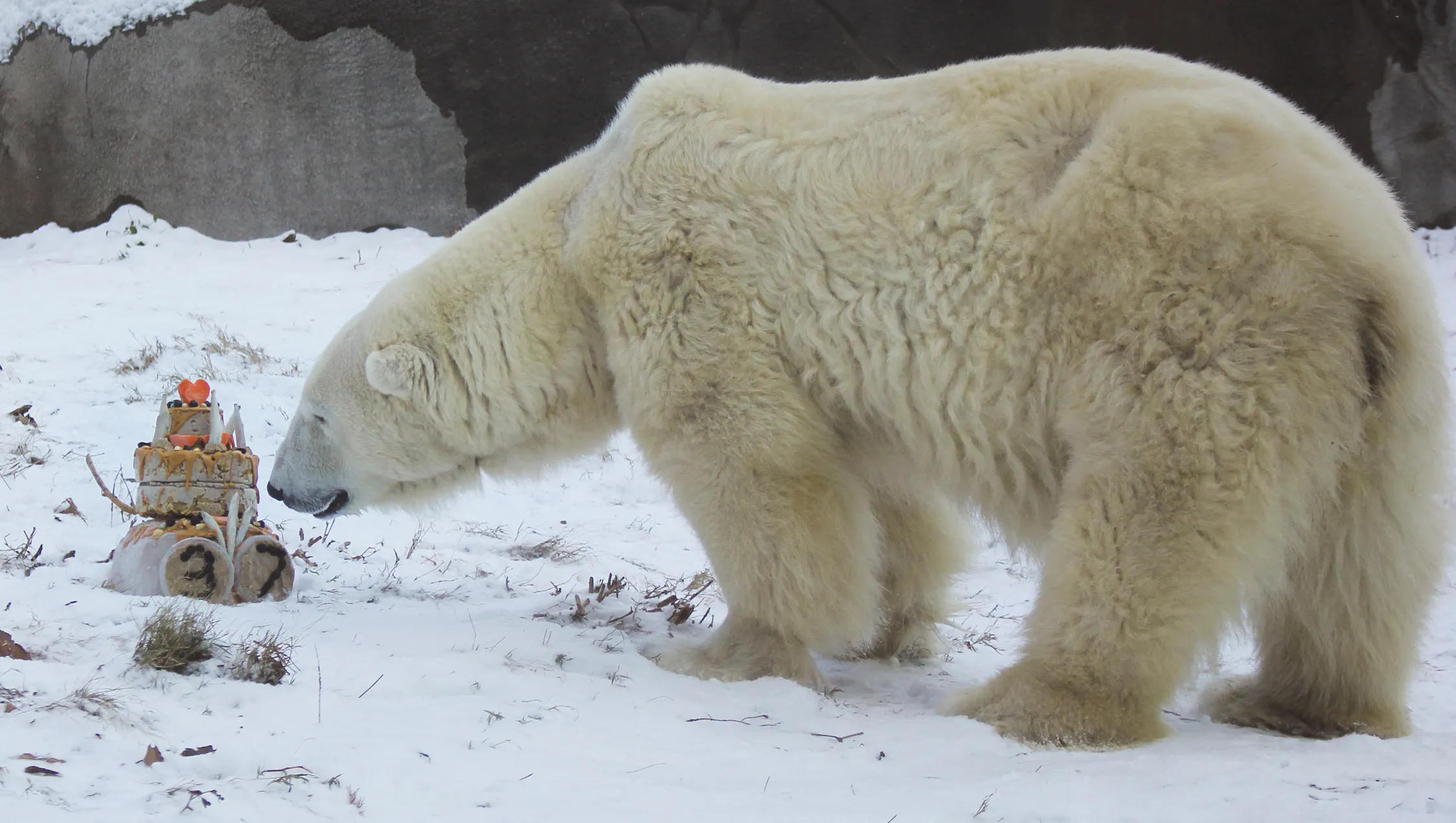 Wish You A Happy National Polar Bear Day 2023 