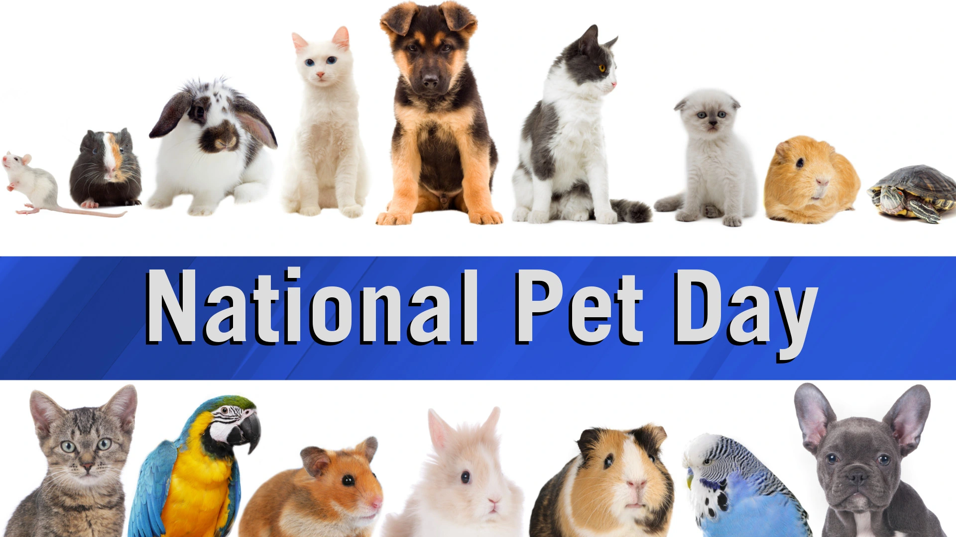 NATIONAL PET DAY - April 11 ,2023 Images
